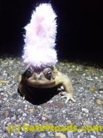 /home//u458753944/public_html/sourcegallery///////Roxborough Toad Detour/2022/2022-03-19/P3190910.JPG